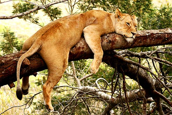 [Bild: img_0288-lion-sleeping-in-tree.jpg]