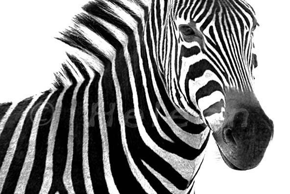 IMG_3085 black and white zebra karongwe