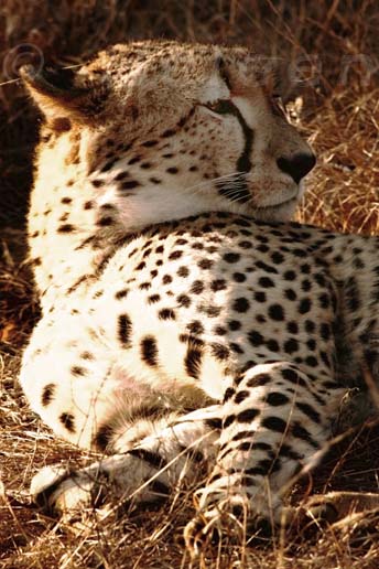 IMG_3145 cheetah waking up karongwe