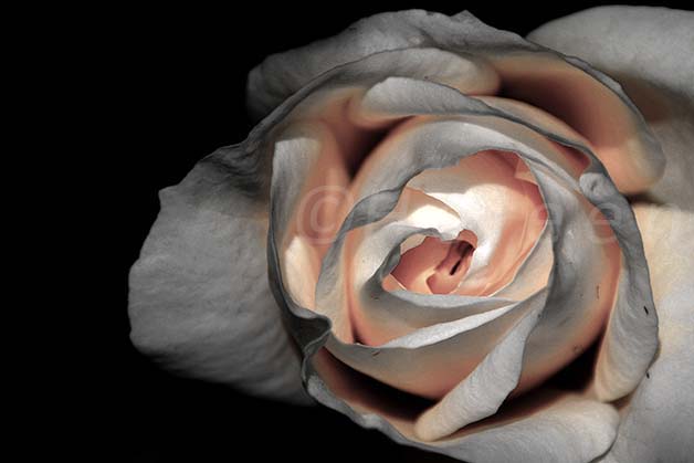 IMG_8291 rose solace heart detail macro grey