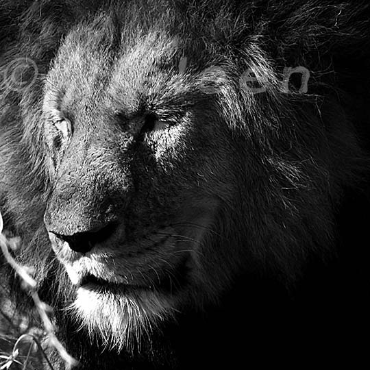 IMG_3250 male lion sleeping close black and white