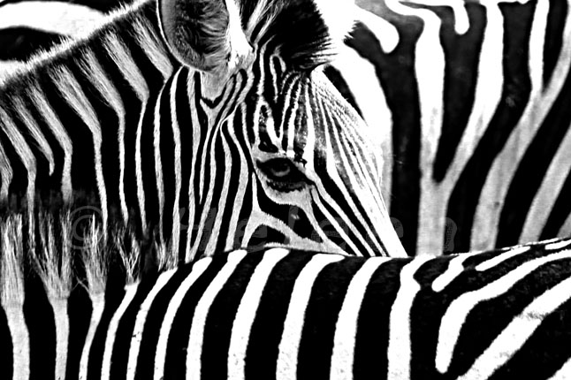 IMG_7524 zebra stripes black white
