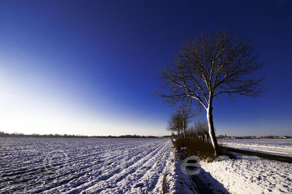 IMG_2588-2 snow field tree blue sky