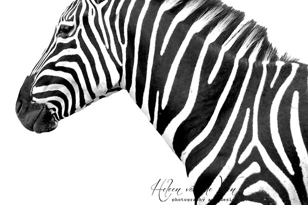 IMG_7827-2 zebra black and white