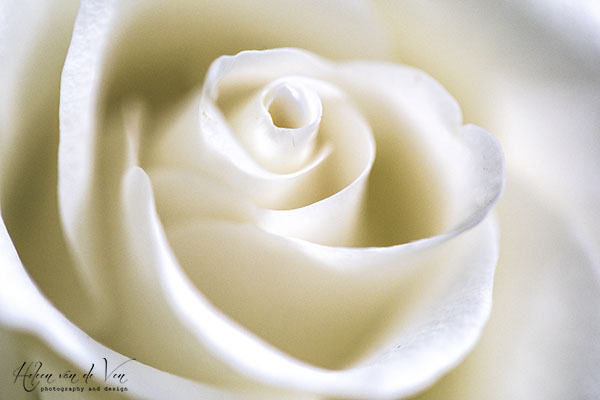IMG_5949 simple white rose macro